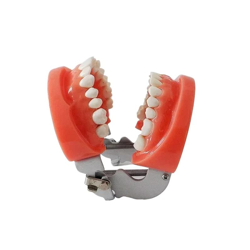 28PCS dentals hard tooth glue standard dentals teaching model