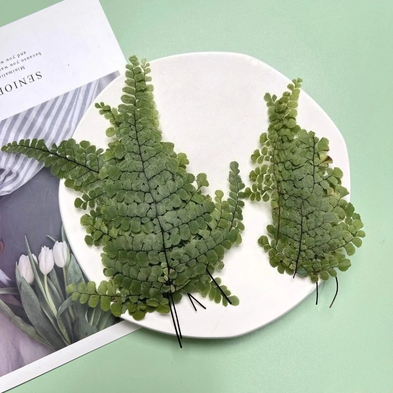 ดอกเฟิร์นแห้งอัด 6 ชิ้น สำหรับ - Dried Flower Bookmark บทวิจารณ์และราคา
