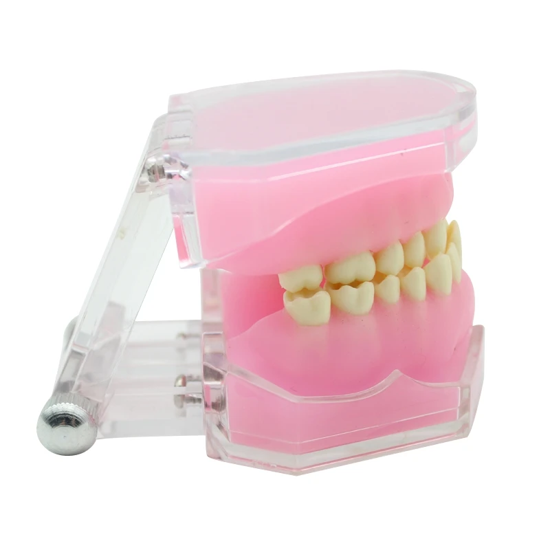 Dental Teaching Model With Removable Teeth Standard Typodont Jaw Model Soft Gum Dentistry Education Study Demonstration Models