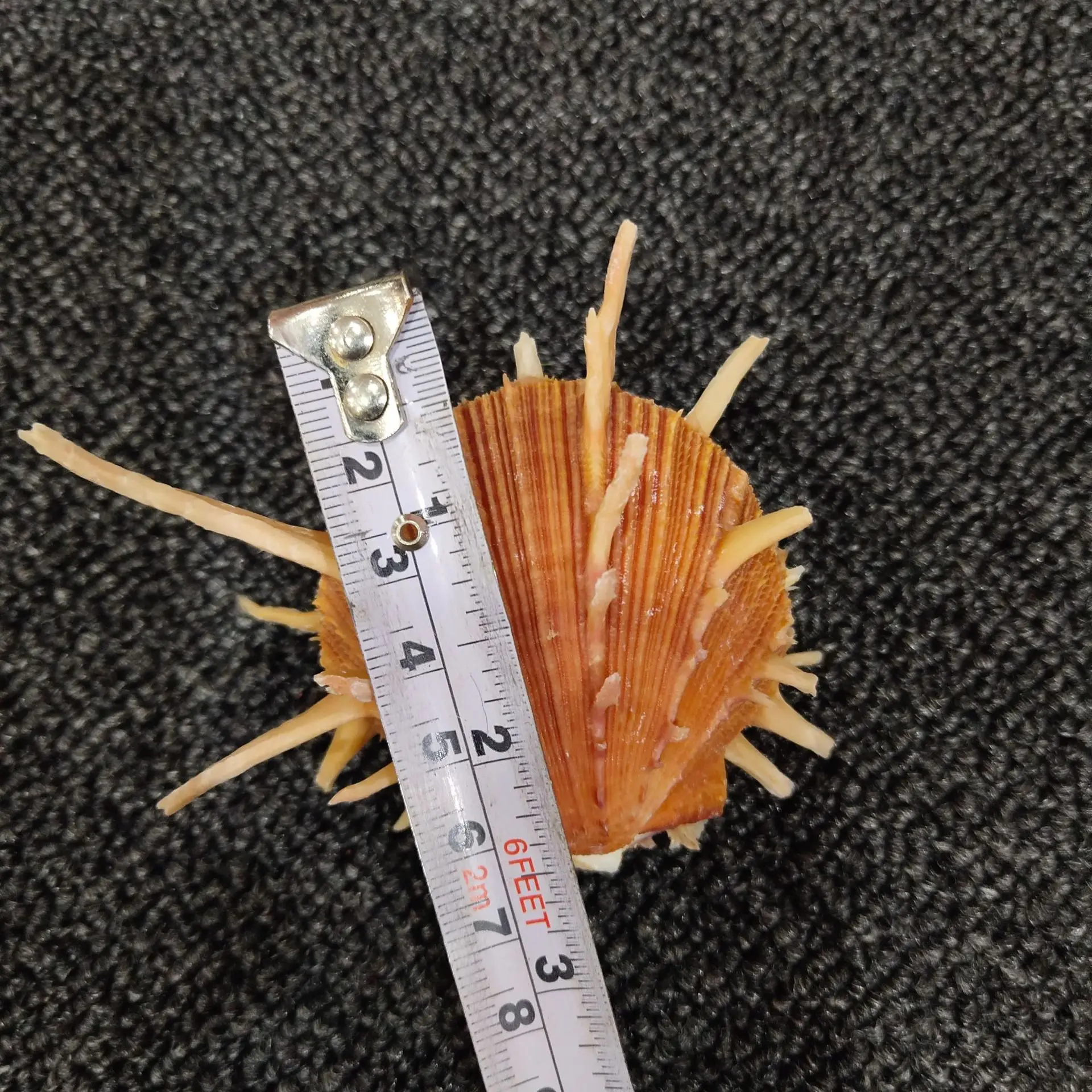 Natural Conch & Shell Decoration (8-13cm): Specimen for Snail Collectibles, Spondylus regius Linnaeus view 3