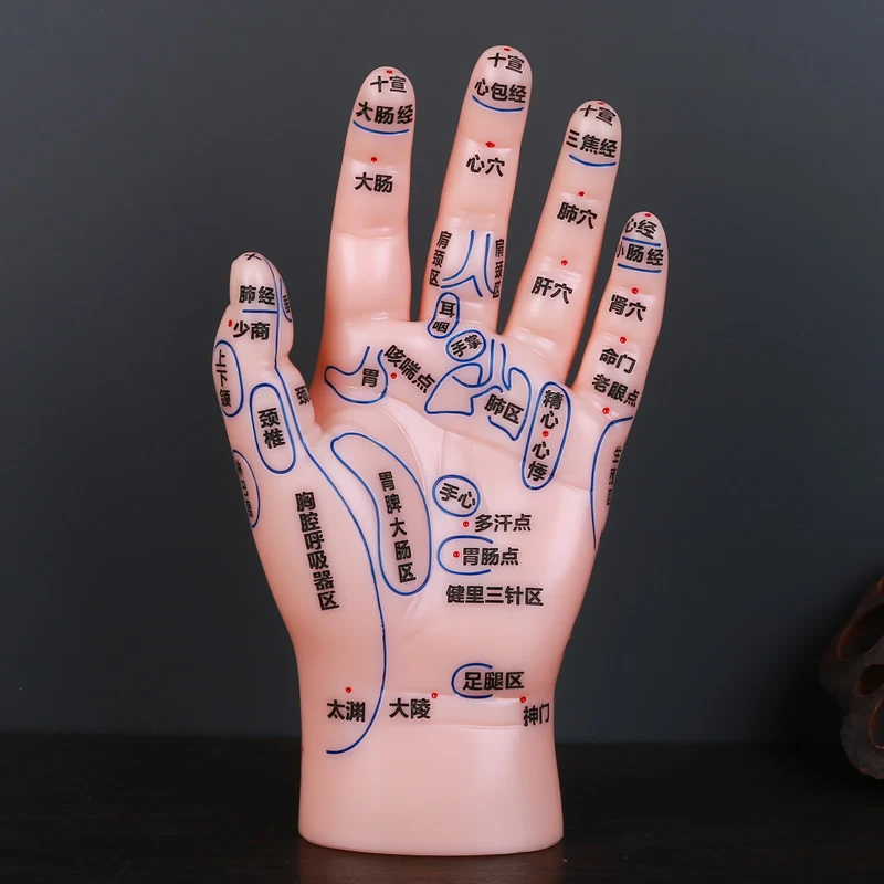 Massage Acupuncture Foot Model Customized Reflexology Meridian Therapy Acupoint Medical Reflex Ultra Clear Model