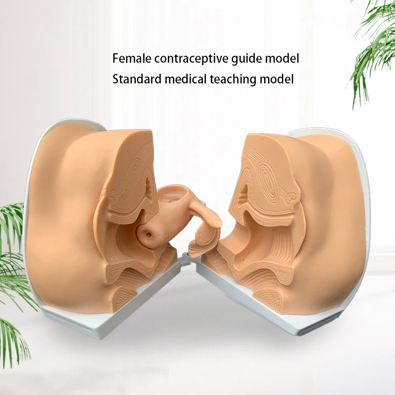 

Female Contraceptive Device Installation Instruction Model Uterine Ovarian Reproductive Organ Anatomical Model Teaching Aids