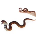 Hood snake