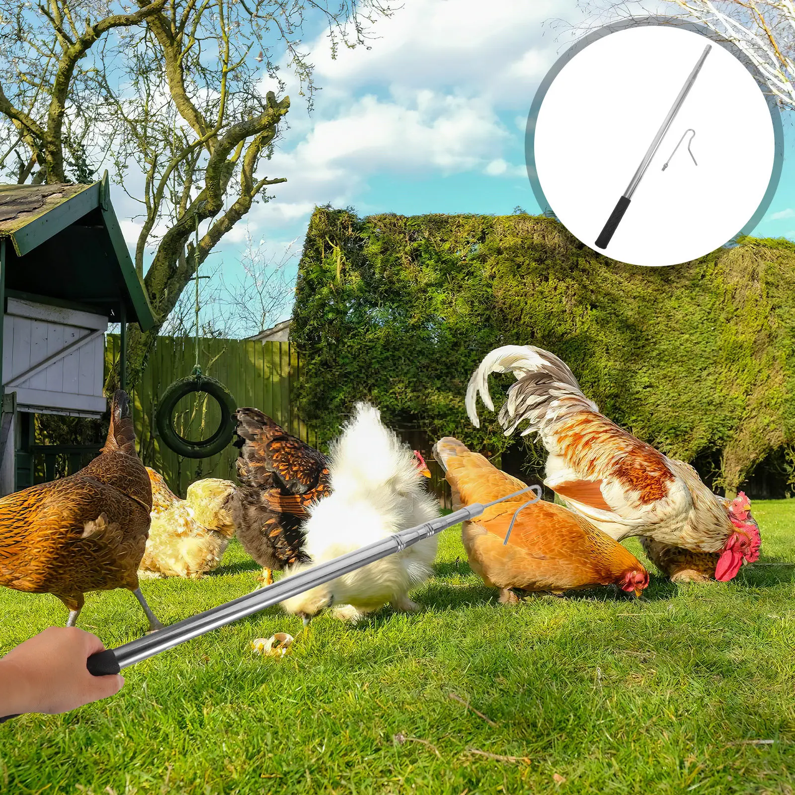 

Телескопический крюк для захвата птицы из нержавеющей стали: инструмент для легкого и гигиеничного обращения с мелкими сельскохозяйственными животными