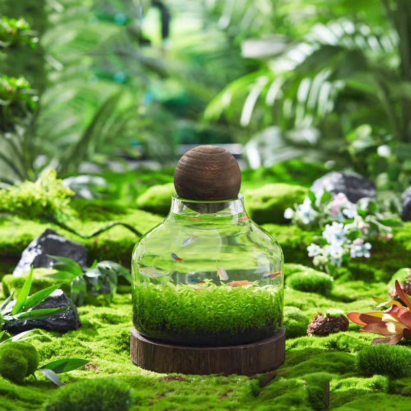 

Ecological Bottle Micro Landscape Glass Ecological Fish Tank Aquarium Aquarium Small Fish Water Grass Bottle