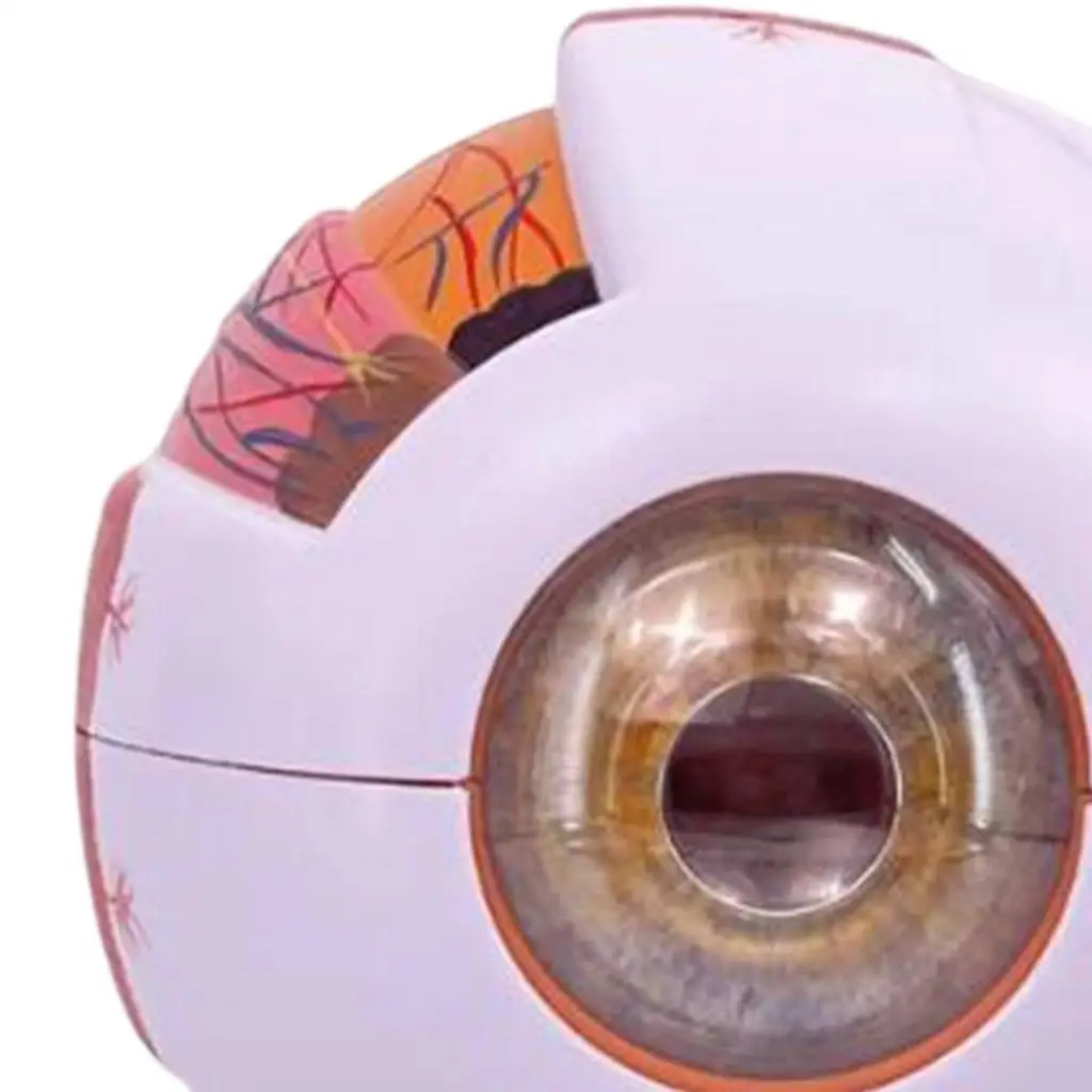 نموذج تشريحي للعين البشرية نموذج عرض مقلة العين الموسع لمعرض البحوث البيولوجية للمختبر والفصول الدراسية للطلاب