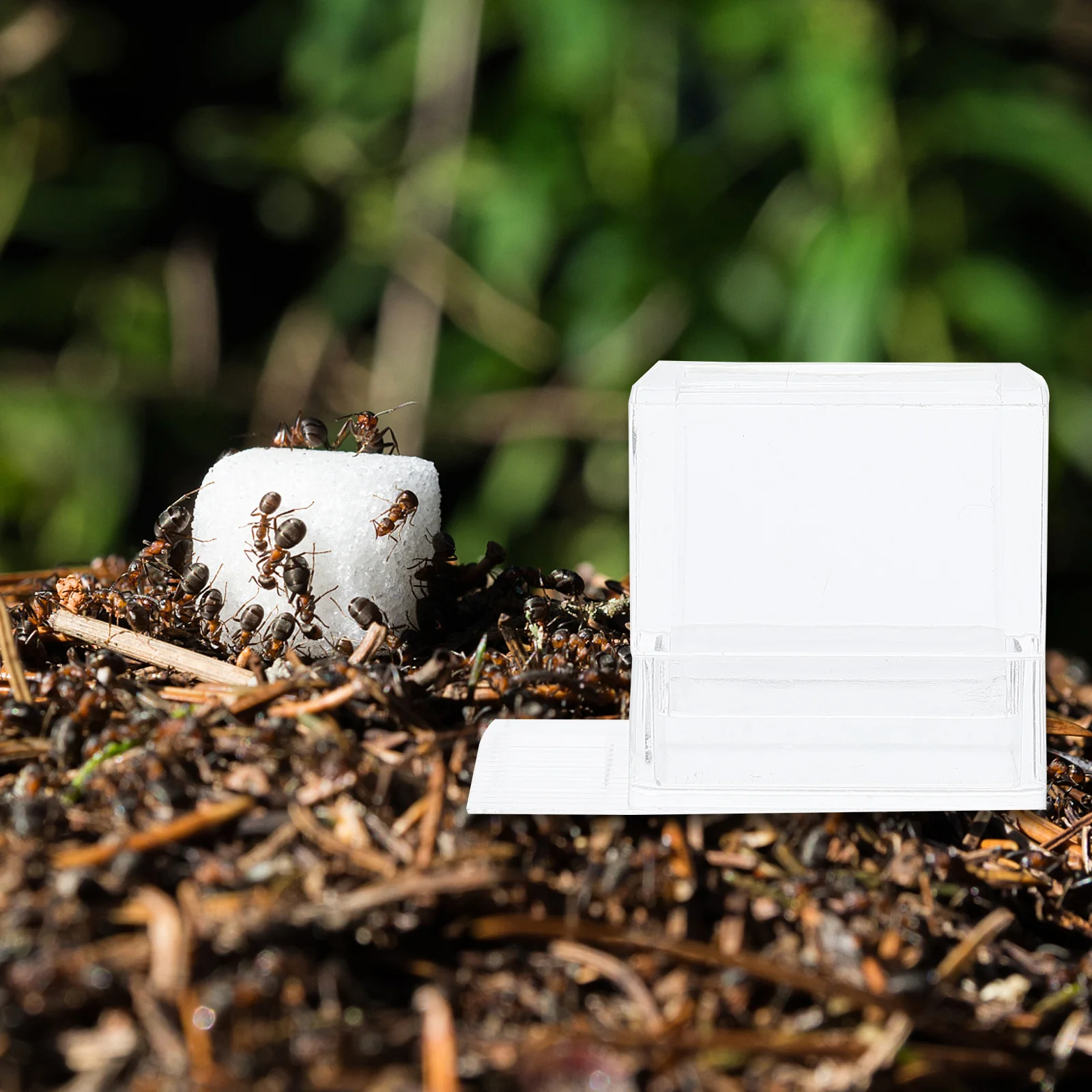 

2pcs Transparent Feeding Boxes For Farm Water Feeders Mini Ant Drinking Bowl Acrylic Water Container Portable Lightweight Ant