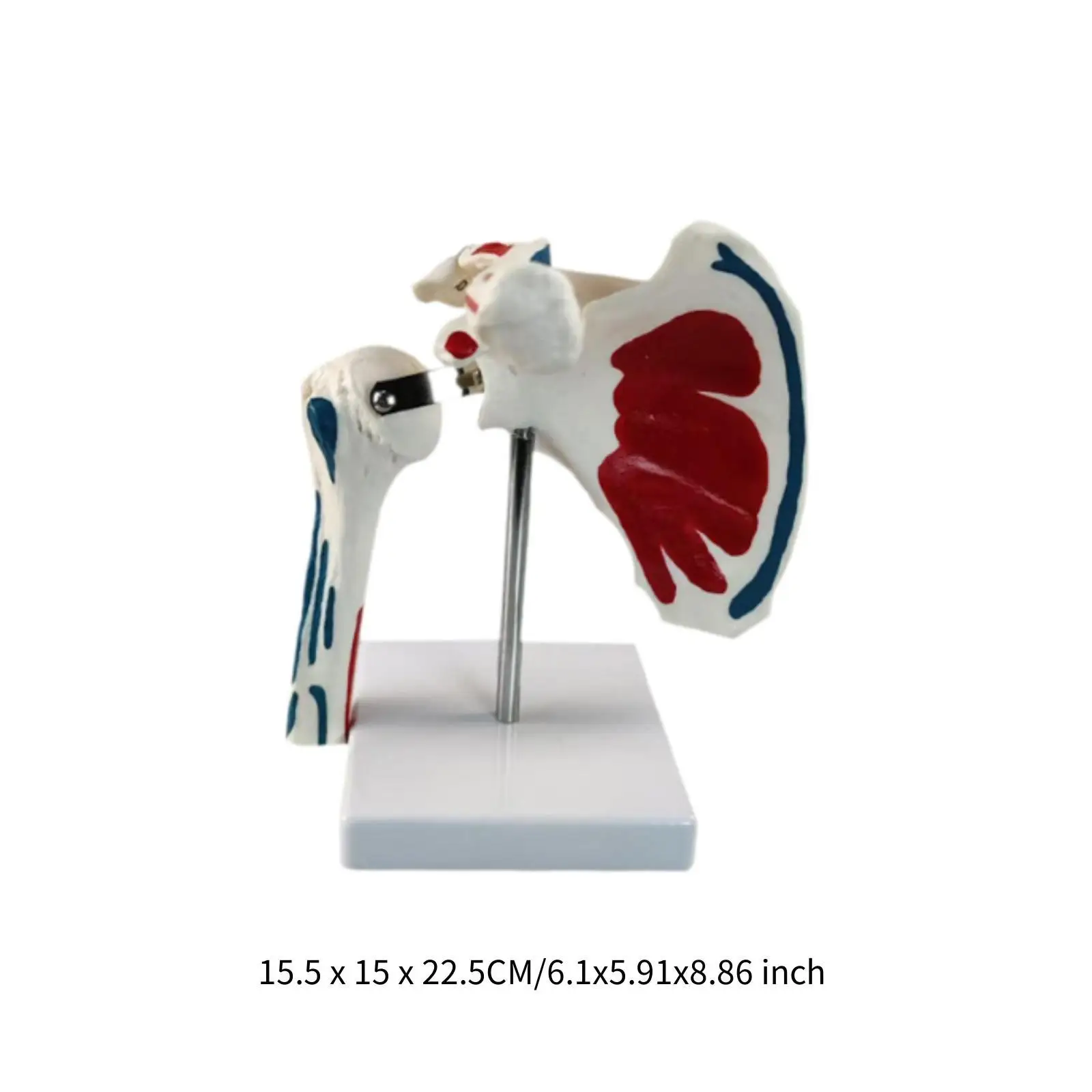 Human Shoulder Joint Model Insertion Points with Ligaments with Stand Muscle Origin Teaching Aid for Classroom School Study