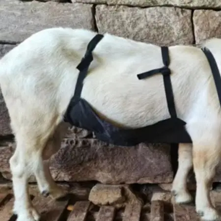 Telescopic for zoom Anti Mating Apron for Goats and Sheep with Innovative Light for source Control for Breeding Management