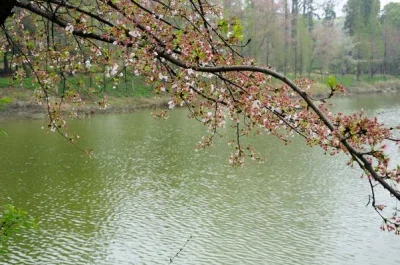 

4Pcs Aluminum Alloy 1.9" Beadlock Wheel Rim Colorful For 1/10 RC Crawler Axial SCX10 90046 AXI03007 TRX4 VS4-10 Redcat Gen8