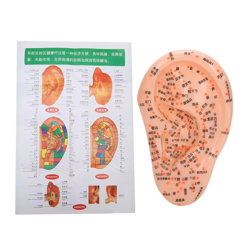 Acupuncture Points Ear Massage Model Chinese Medical Human Ear Acupoint Pressure Points Teaching Learning Train PVC Healthy Care