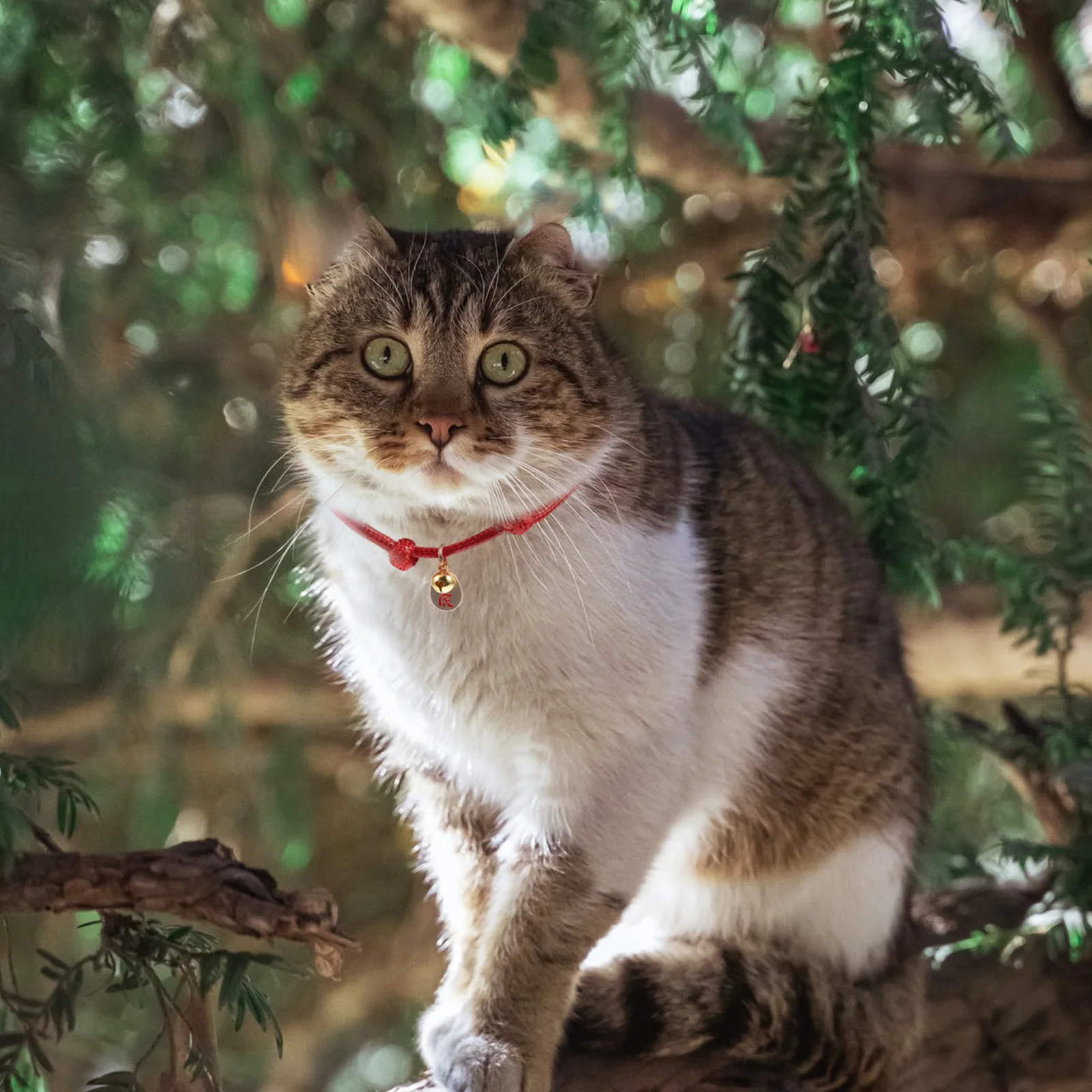 

2Pcs New Year Pet Collars Red Adjustable Dog Cat Neck Ring Comfortable Festive Outdoor Supplies Puppy Collar Pet Neck Ring