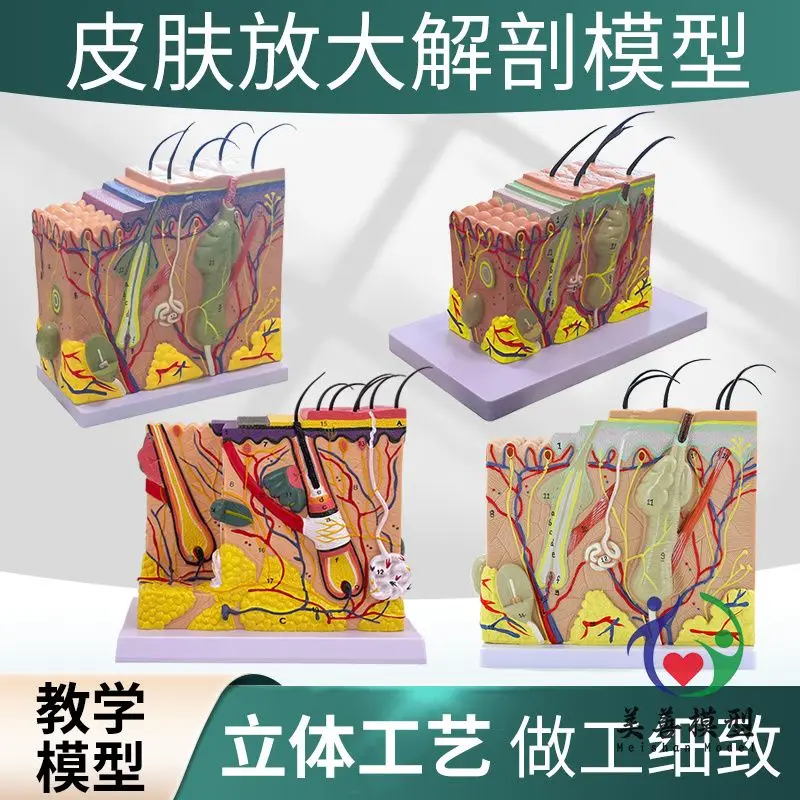 Human Skin Tissue Structure Enlarged Model, Skin Section Anatomical Model Cosmetic Plastic Surgery, Skin Micro-plastic Surgery