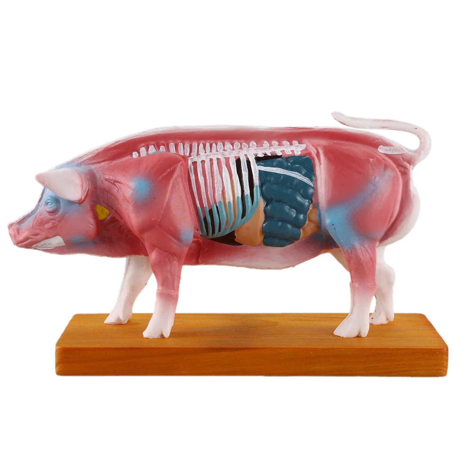 Acupuncture Pig Model Veterinary Acupuncture Animal Anatomy Model Educational Training Aid