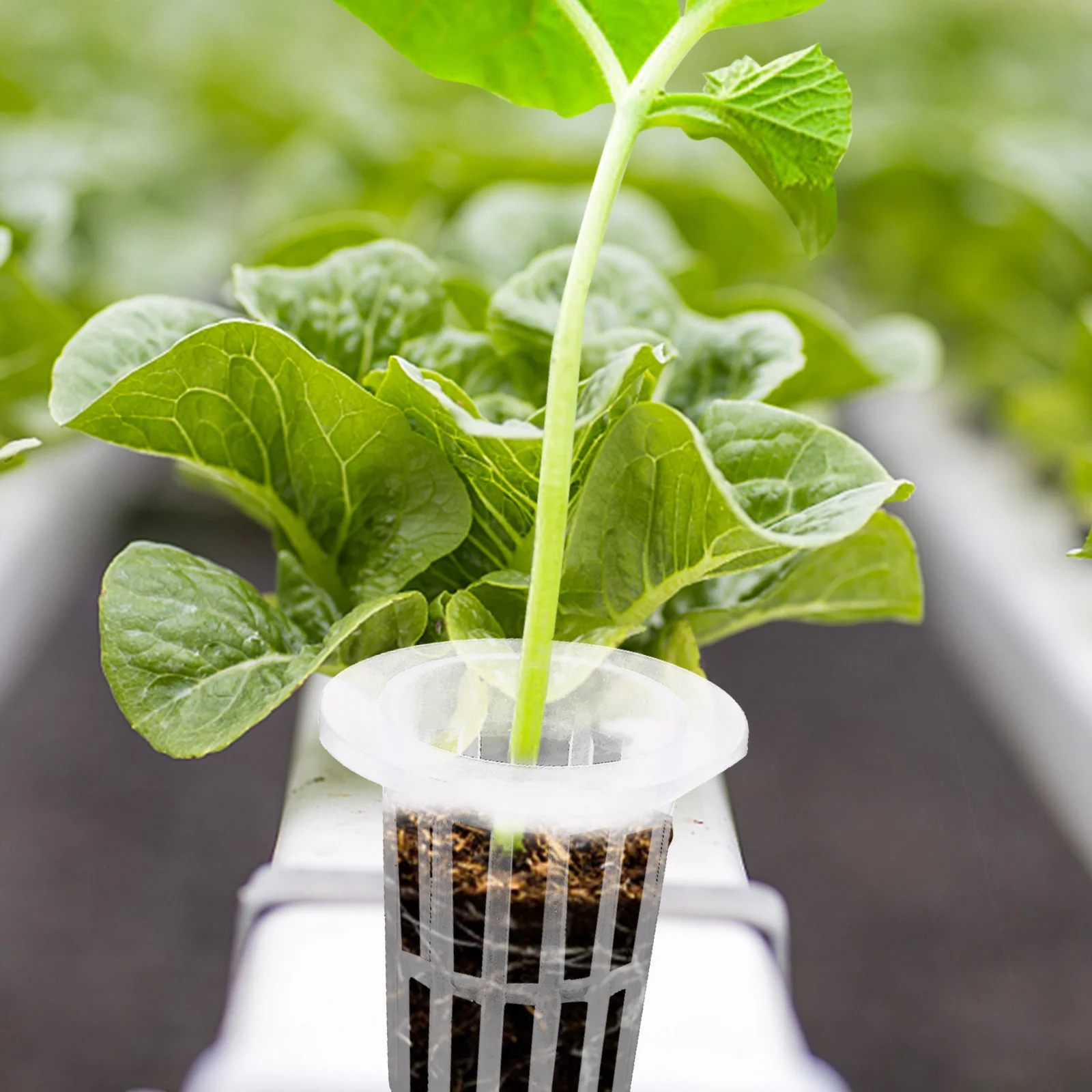 

50pcs Hydroponic Vegetable Basket Mesh Cups Planting Pots Net Cups for Balcony Gardening Indoor Cultivation Flower Nursery