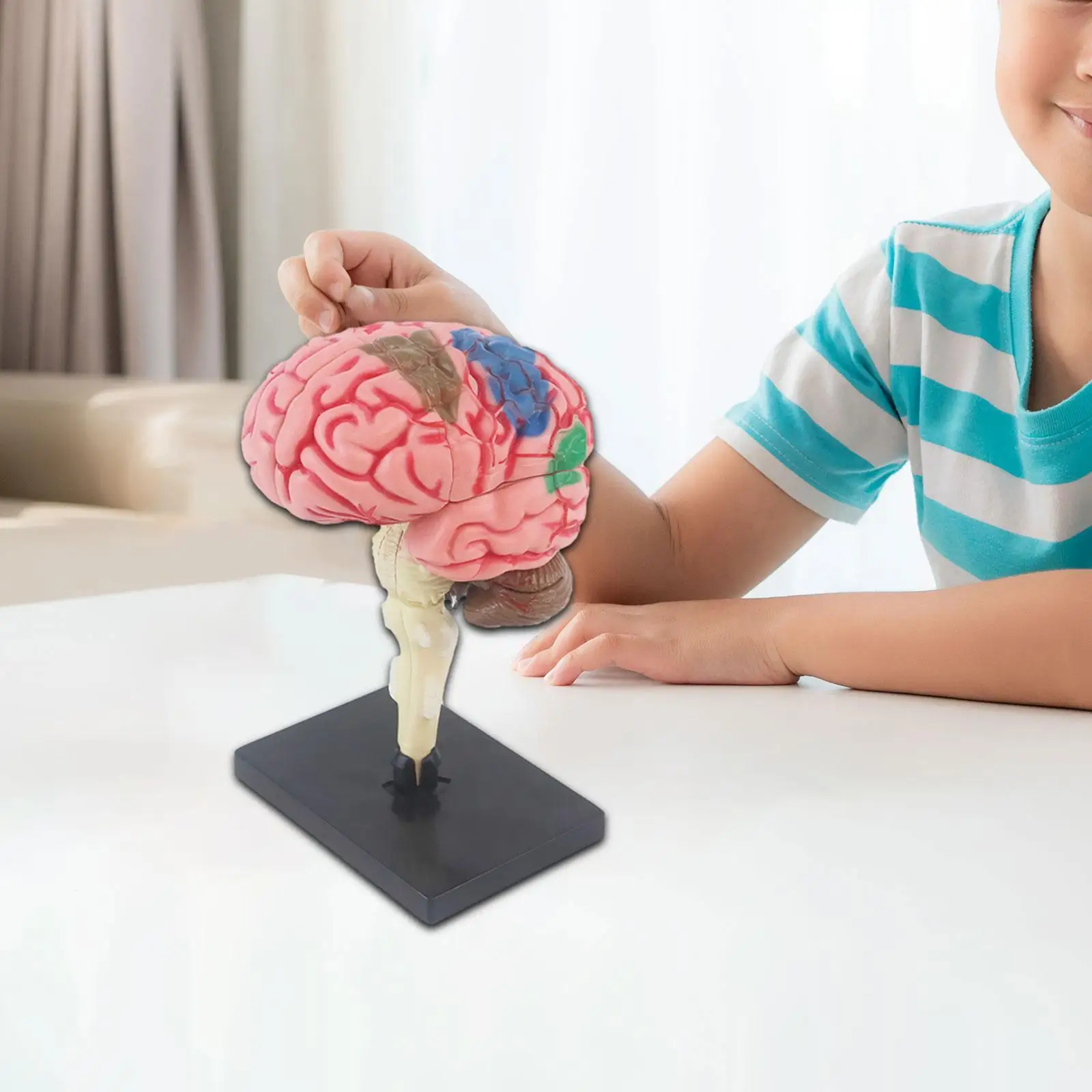 Brain Model Human Brain Science Classroom Statue with Rack for Teaching Anatomical Mind Student Study Accurate Desk Decor