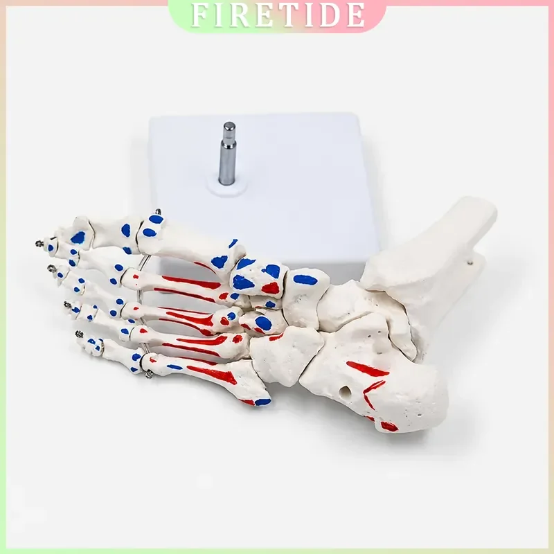 Life Size Human Foot and Ankle Skeleton Model with Shank Bone Anatomical Joints for Medical Study Learning Tool
