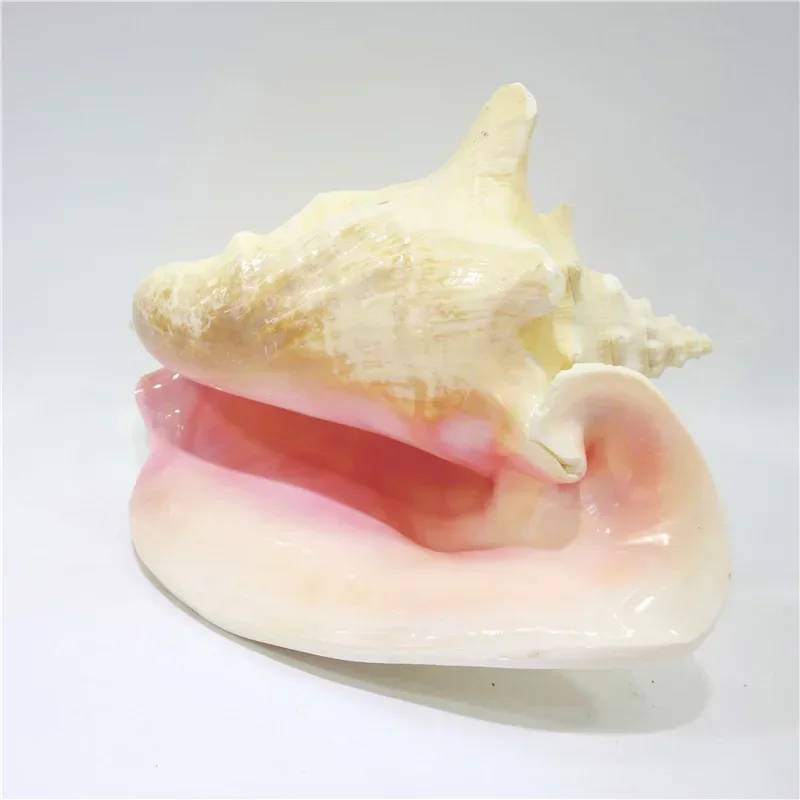 Large Bahama Queen Conch Seashell (Pink) - Bahamas Pink Conch Shell - 18-21CM by Nautical Beach Decor