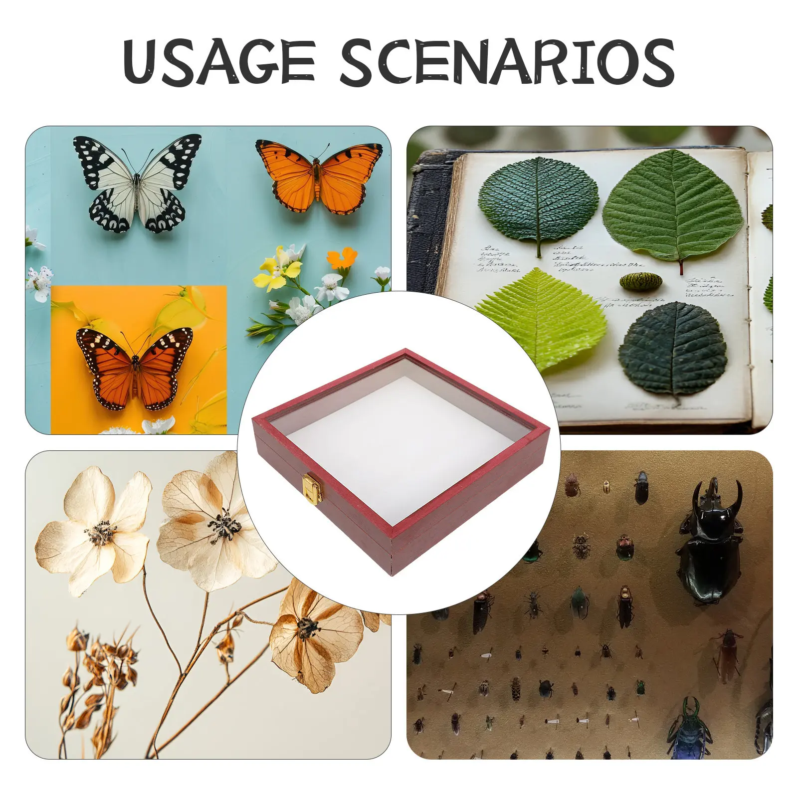 Square Specimen Display Box with Clear Acrylic Lid Sturdy Wood Construction for Butterfly Insect Dried Flower Collection