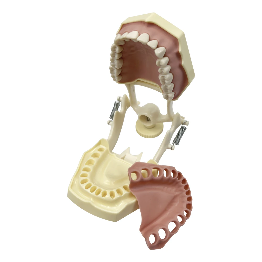 Dental Model Teeth Teaching Model Dentistry Demonstration Model With Removable 32teeth Technician Practice Typodont Model