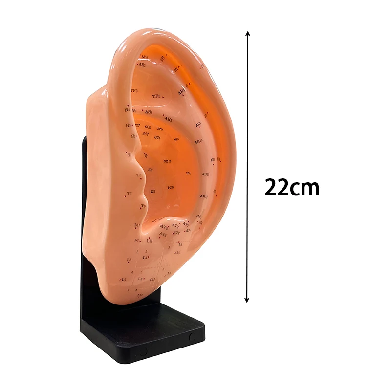 48CM/50CM Female Male Acupuncture Points Human Body Head Foot Hand Mode Base Human Acupuncture Meridians Model with User Manual