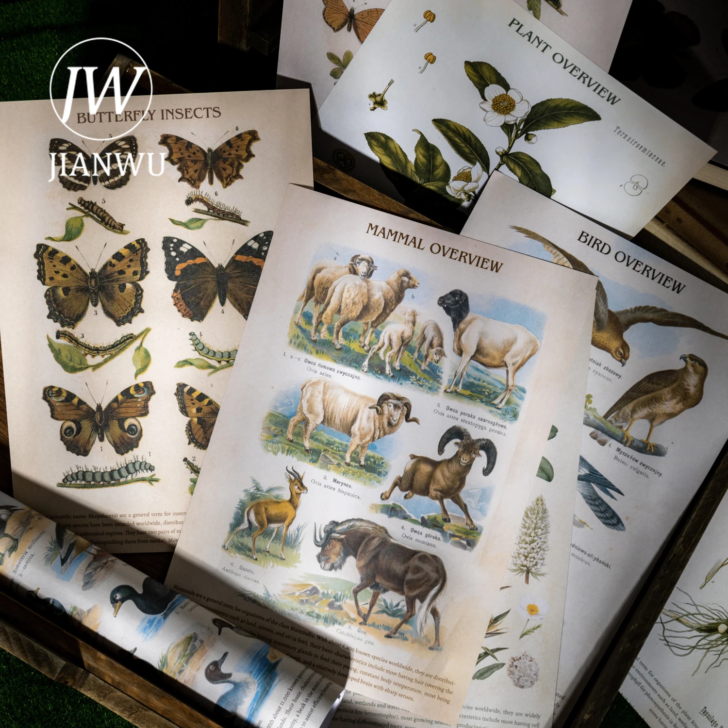 JIANWU موسوعة سلسلة خمر زهرة فراشة الطيور المشهد المواد الكولاج ملصق كتاب الإبداعية DIY مجلة القرطاسية #2