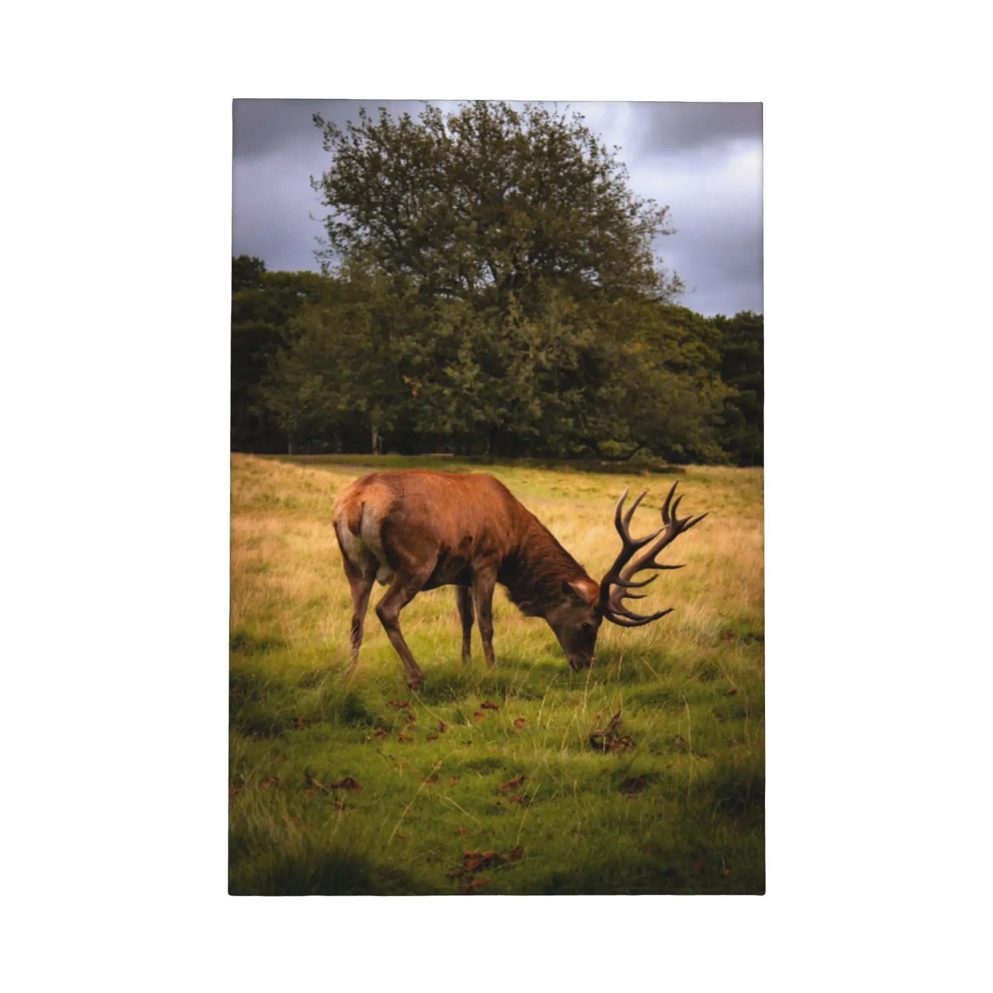 Arte de pared con marco en lienzo de bosque de ciervo en otoño, impresión de paisaje de vida silvestre en Color, póster rústico de bosque, decoración de pared de salón
