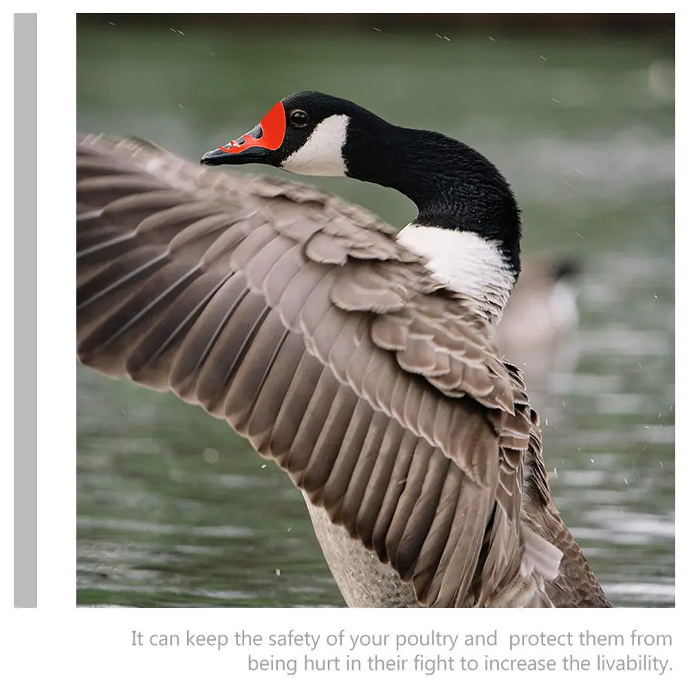 50Pcs Poultry Anti-Pecking Glasses Plastic Beak Cover for Duck Goose Farming Equipment Livestock Protection Glasses