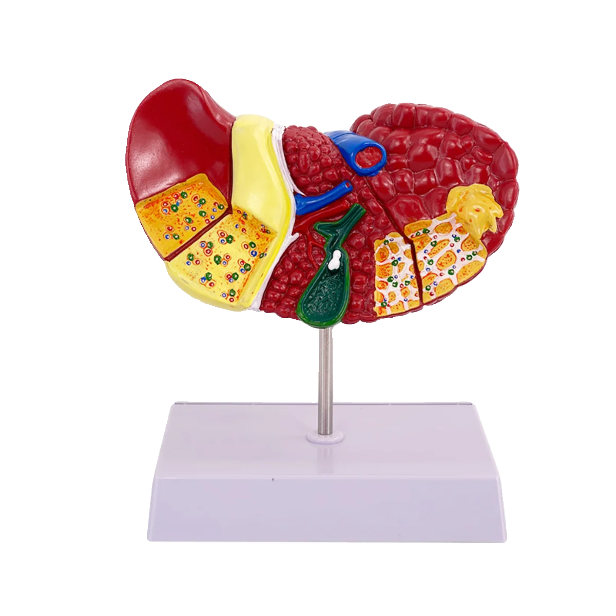 Color human liver model organ structure school explanation teaching aids