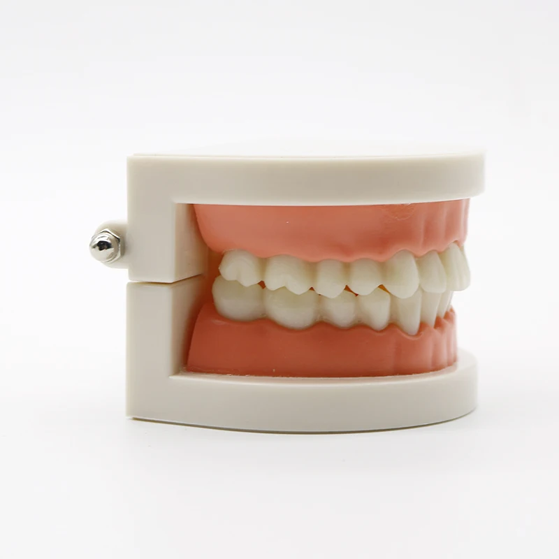 

Dental Adult Standard Teeth Model Typodont Demonstration Denture Model