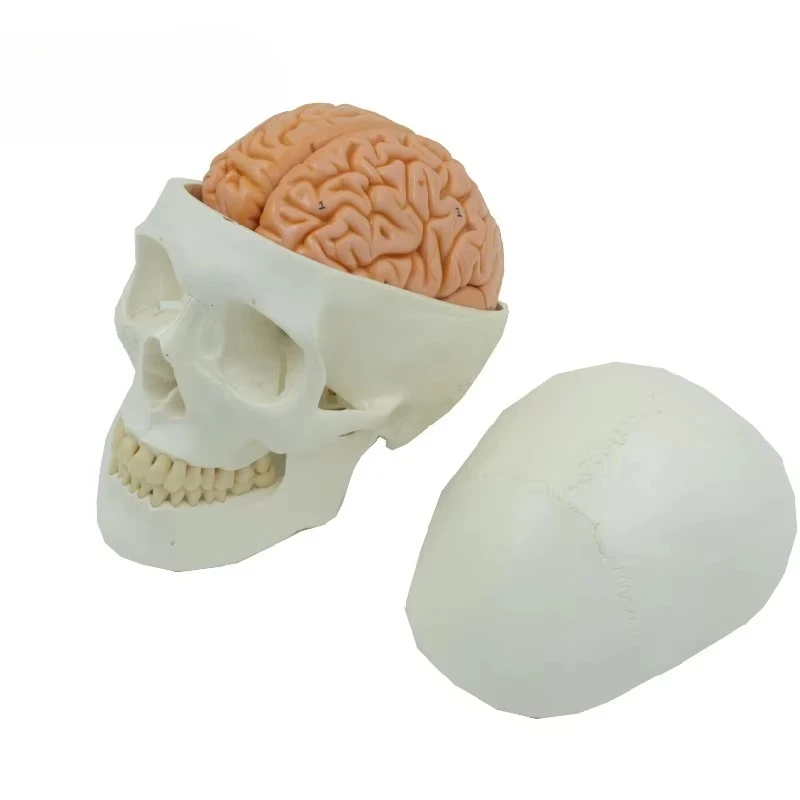 Natural Large Size White Skull 8 Part Brain Anatomy Model Human Skull Removable Brain Model Skull Model