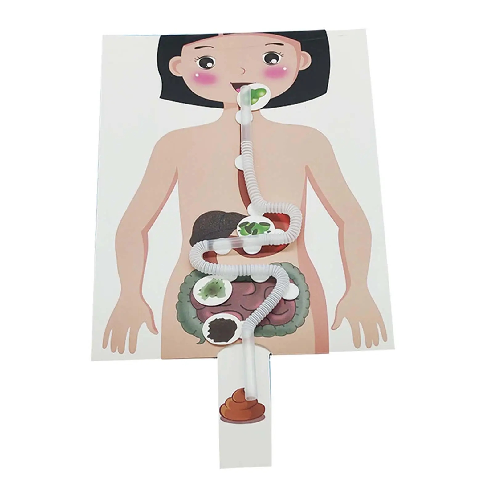 3D Human Digestive System Model Paper Body Parts Craft Educational Teaching Aid for School and Home Learning