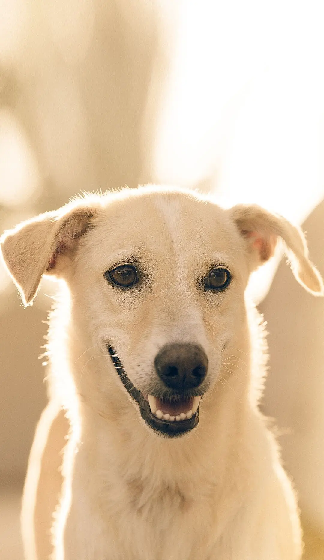 

Aluminum Chassis Frame Kit for Tamiya CW-01 Midnight Pumpkin Upgrades