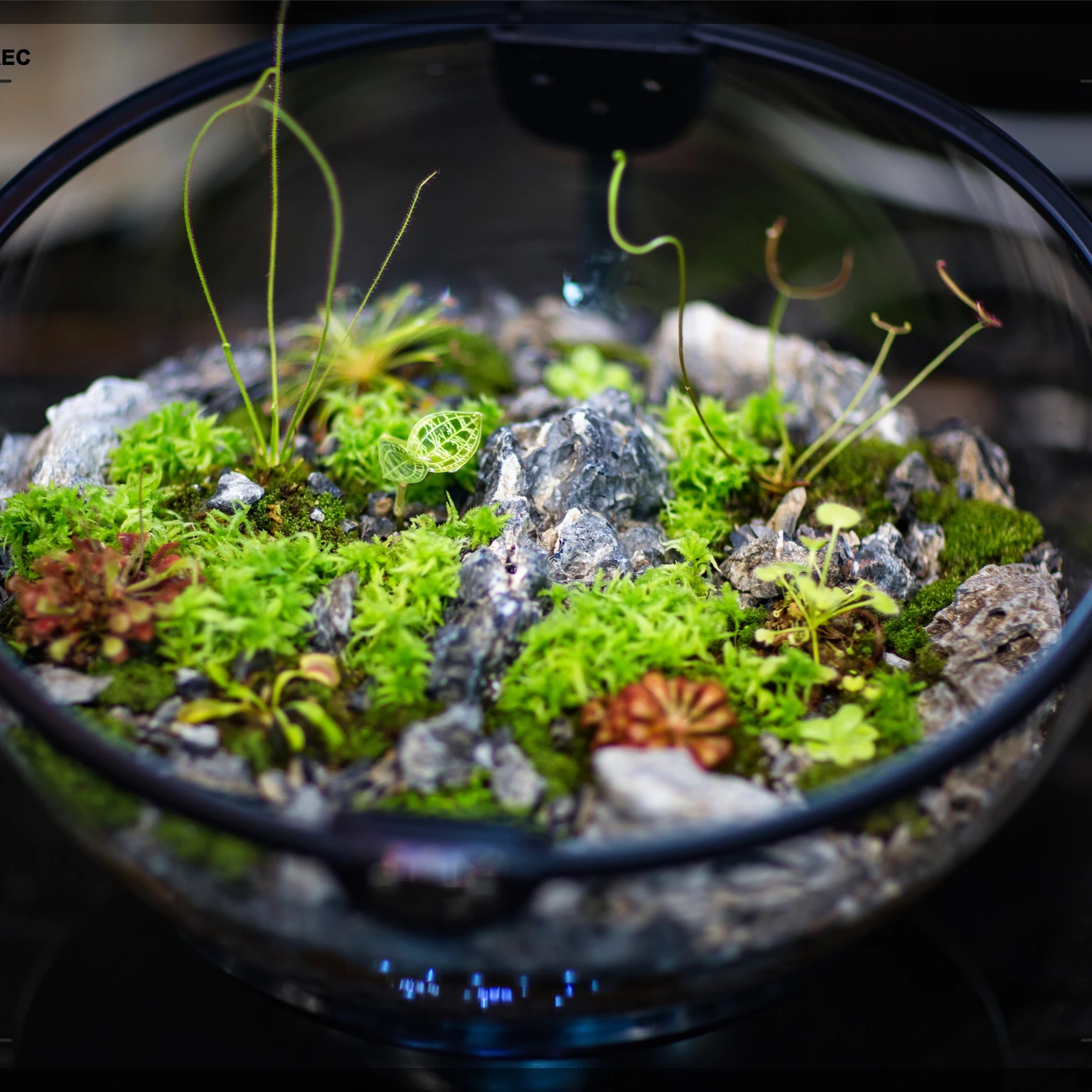 Hot Sales Acrylic Material Ba - Aquarium Fish For Sale review and price