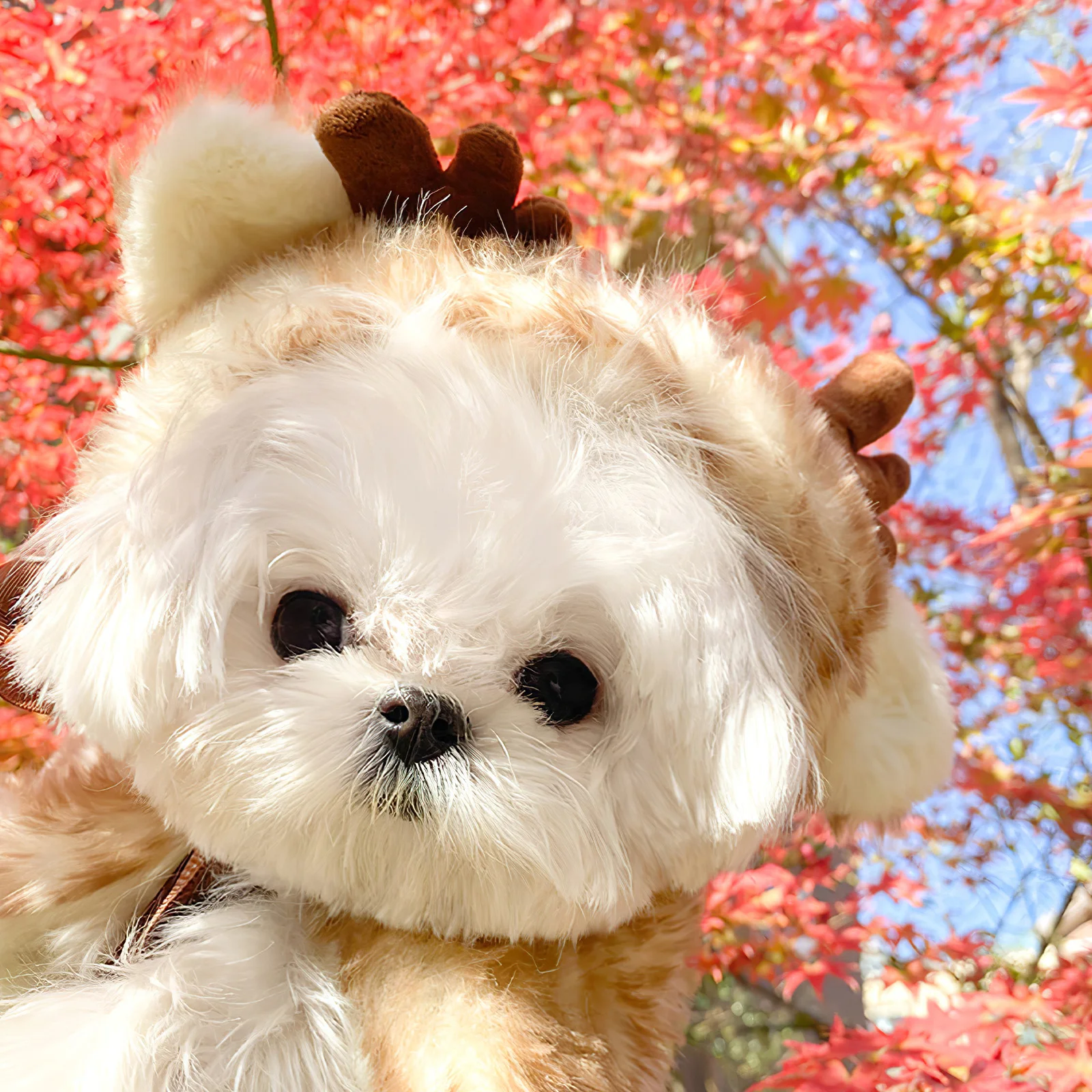 

Comfortable Pet Cloak for Small Dogs and Cats Adjustable Weather Resistant Cape for Outdoor Indoor Use Festive Party Look