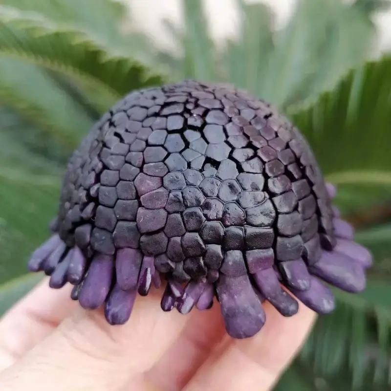 Natural Conch Shell Rare Helmet Sea Urchin Shell Marine Style Original Ecological Biological Specimen Collection Crafts