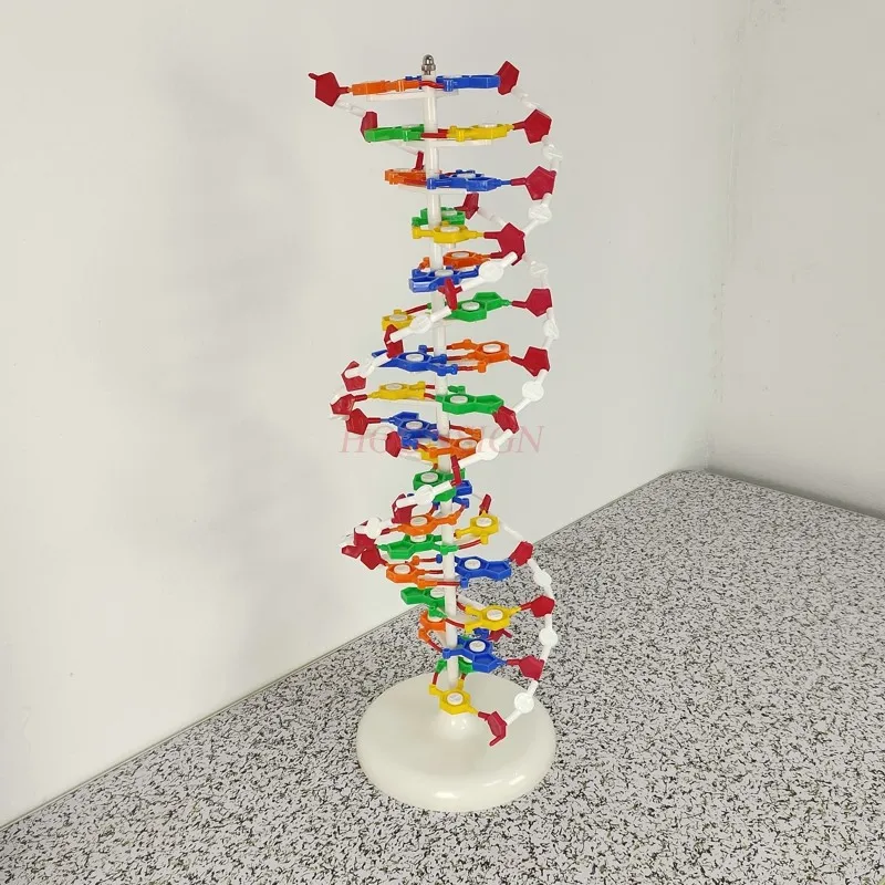 molecular instrument DNA double helix structure model High school DNA molecular structure model teaching aids