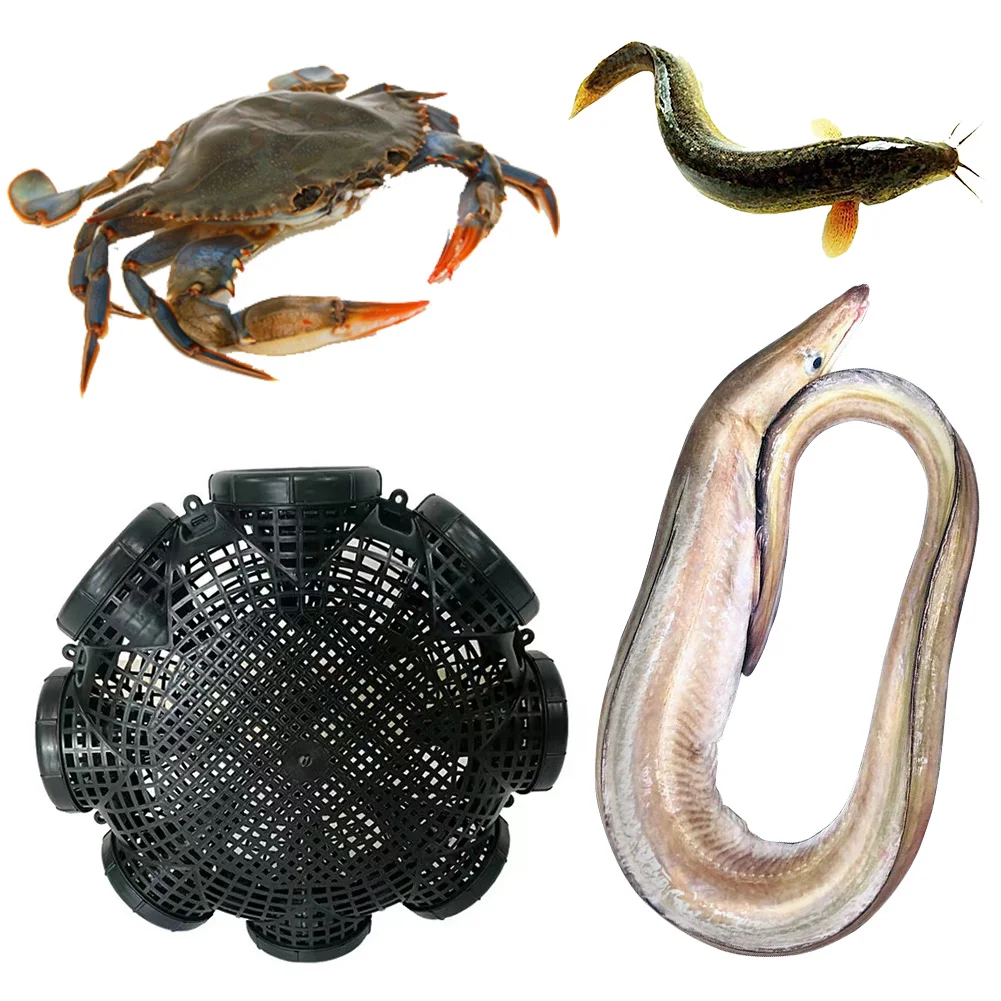 6/8 Holes Fishing C…