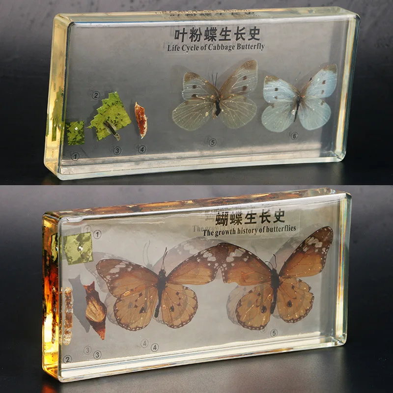 The new style of real butterfly specimens, transparent resin, butterfly growth history teaching and observation crafts