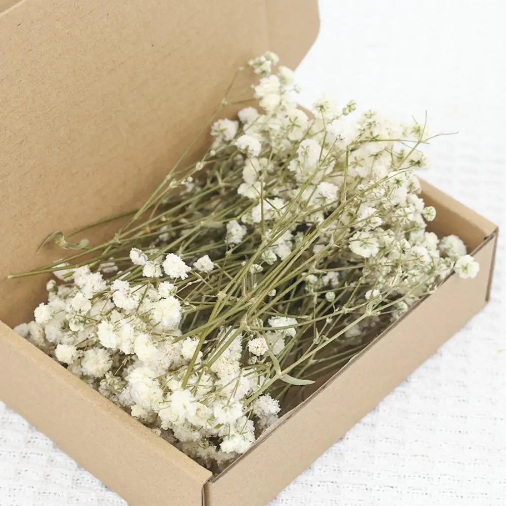 DIY Bunga Abadi Kreatif Bunga Kering Gypsophila Rangkaian Bunga Bunga Kering DIY Dekorasi Rumah Pernikahan Hadiah 50 Buah