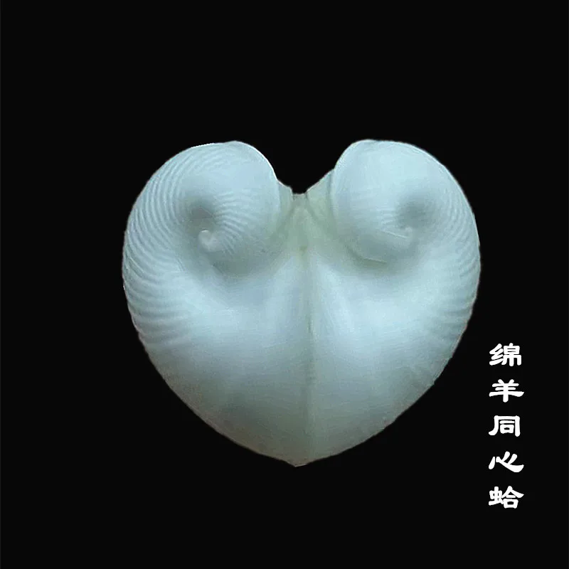 Natural Conch Shell Glosssidae Specimen Snail Collection Snail Rare Snail Home Decoration Ornament Beach Decorations for Home