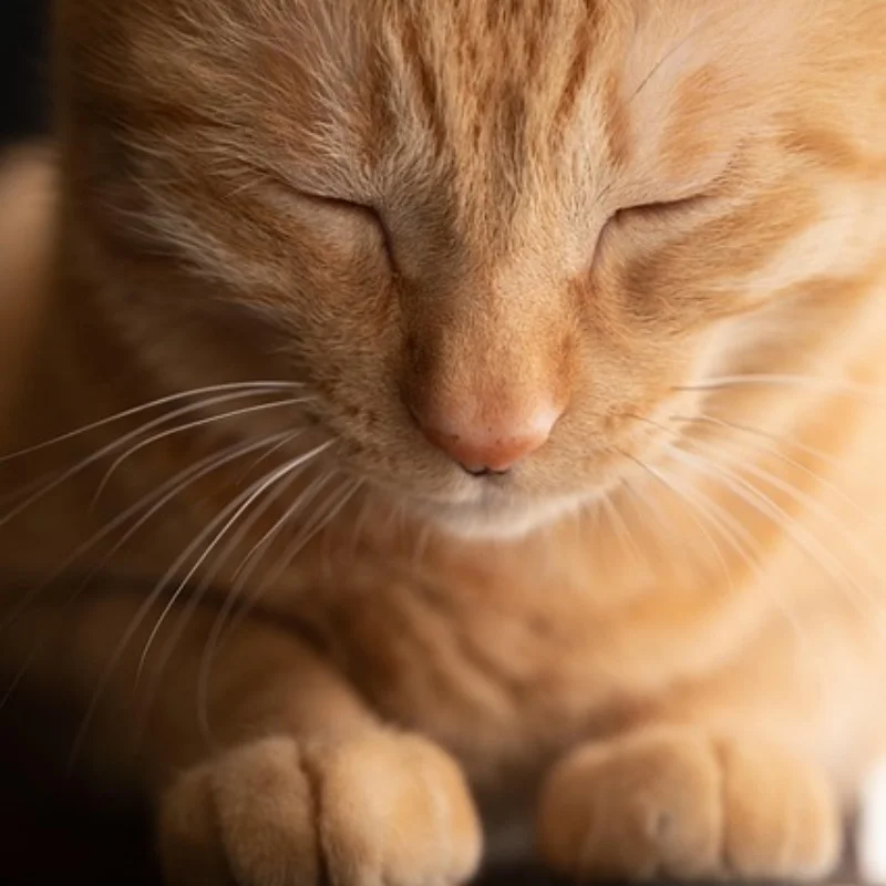 

Для WPL E-1 1/16 RC Tank Toy 2.4G 4WD Super Crawler гусеничный пульт дистанционного управления 1:16 Внедорожник Электрические детские радиоуправляемые игрушки для мальчиков