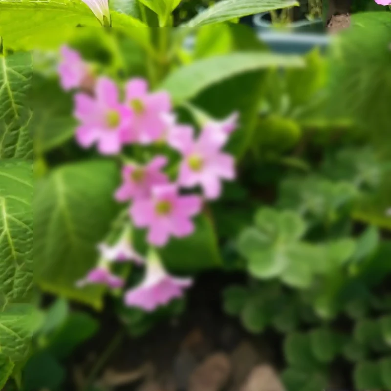 Tuya جرس الباب مع غطاء المطر الشمسي كاميرا لاسلكية جرس باب يتضمن شاشة عرض فيديو واي فاي PIR جسم الإنسان الاستشعار في الهواء الطلق جرس الباب فيديو إنترفون