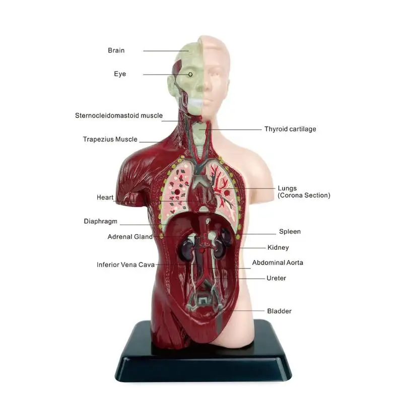 Modelo de corpo de torso humano, 6 peças removíveis, órgãos educacionais, modelo de torso médico para ensino escolar, estudo anatômico e ciências