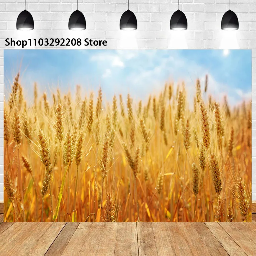 Golden Wheat Spikes Grass Crop Theme Sunset Ripe Wheat Grain Harvest Season Blue Sky Cloudy Photographic Banner For Photo Studio