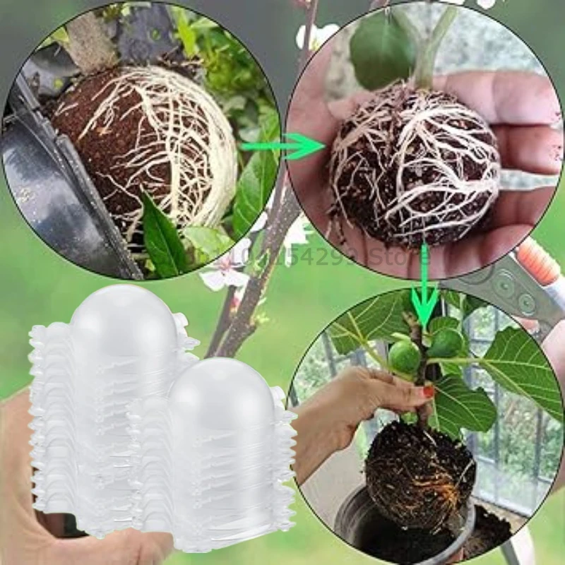 boxwood plant Japanese Boxwood  Liberty Landscape Supply