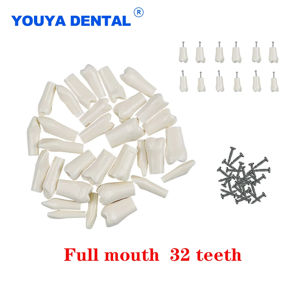 1Set 32PC Resin Dental Teeth Model Simulated Replacement Teeth Compatibly Nissin For Dental Technician Practice Teaching Laborat