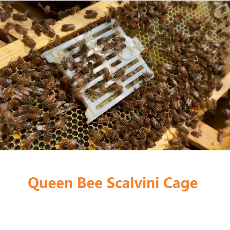 Queen Bee Post Cage Beekeeping Transport Cage Queen Bee Catcher Queen Scalvini Cage with Comb Fundation Sheet Beekeeping Tools
