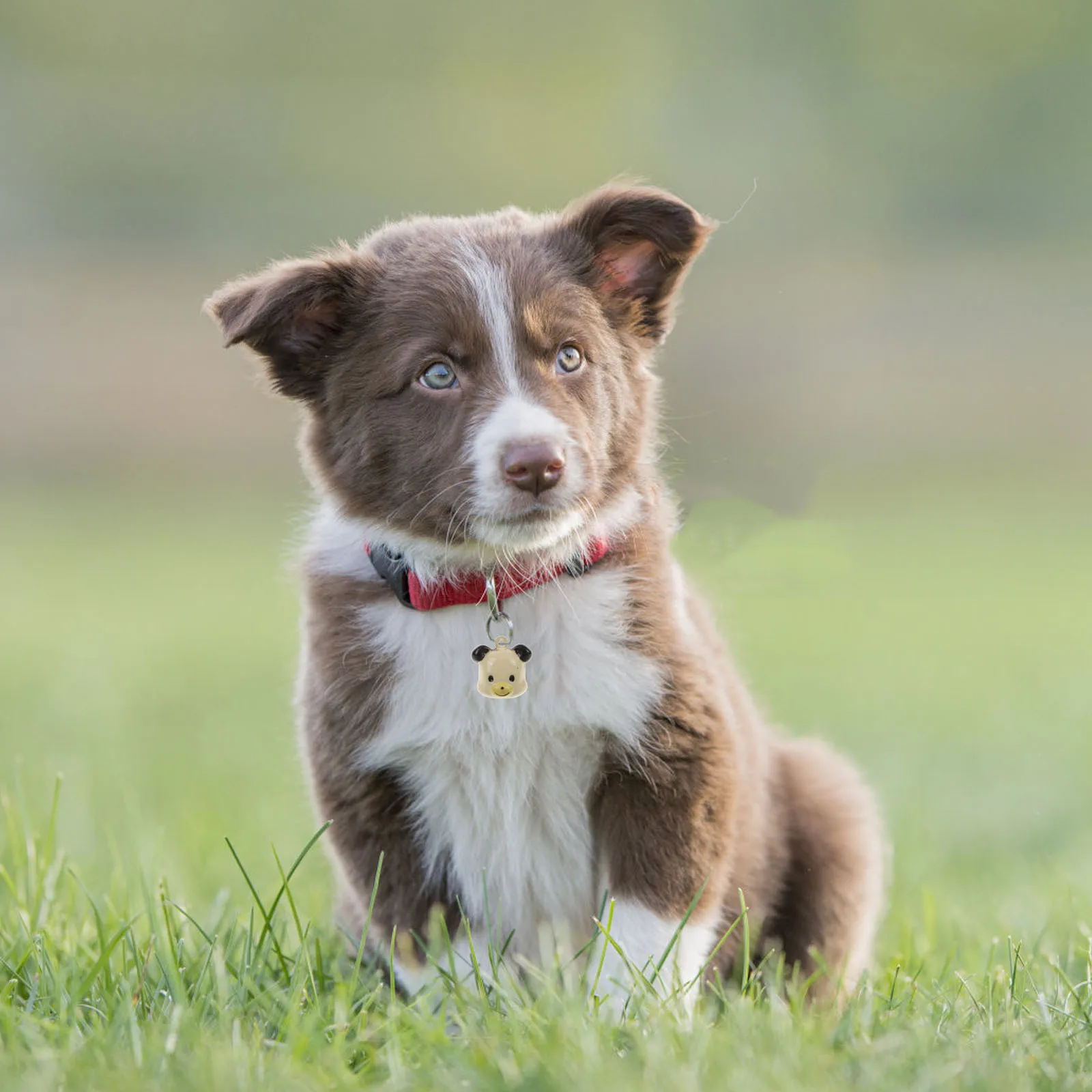 

10pcs Pet Collar Bells Small Brass Jingle Bell For Dog Cat Charm Diy Craft Christmas Wedding Photo Use Mini Bell Decor