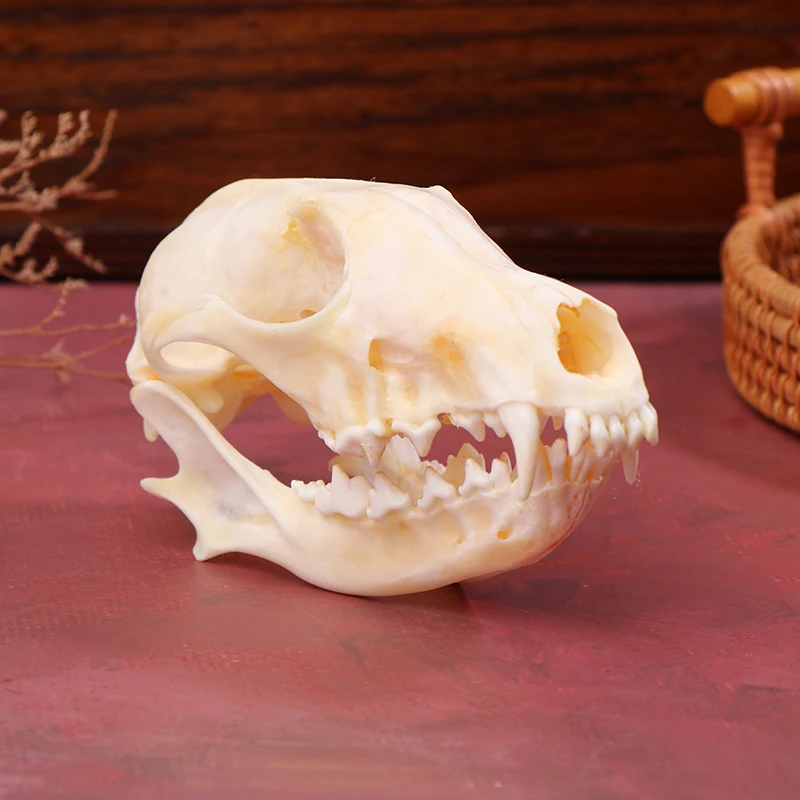 Real Fox Skulls Specimen Academic Study Surprise Gift For Science Education Natural Landscaping Ornaments